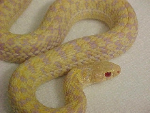 Albino Garter