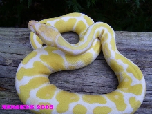 Albino Ball Python 2005