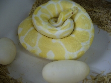 Albino's first clutch