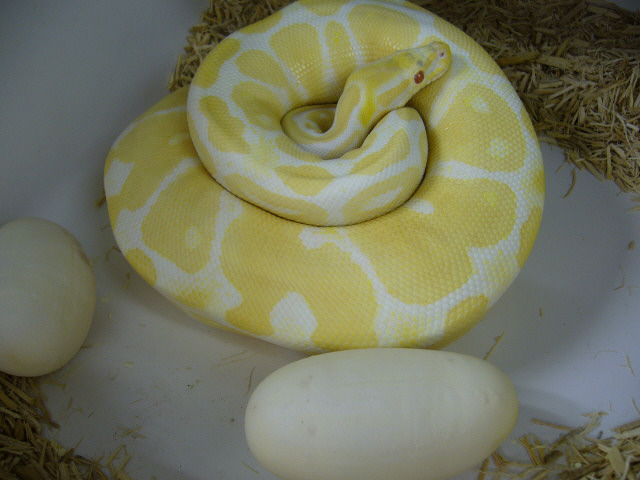 Albino's first clutch