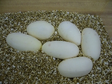 Albino's 2007 clutch - six large eggs