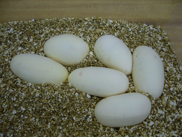 Albino's 2007 clutch - six large eggs