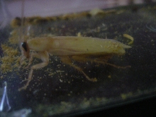 Albino Cockroach?