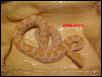 Albino Burmese Python