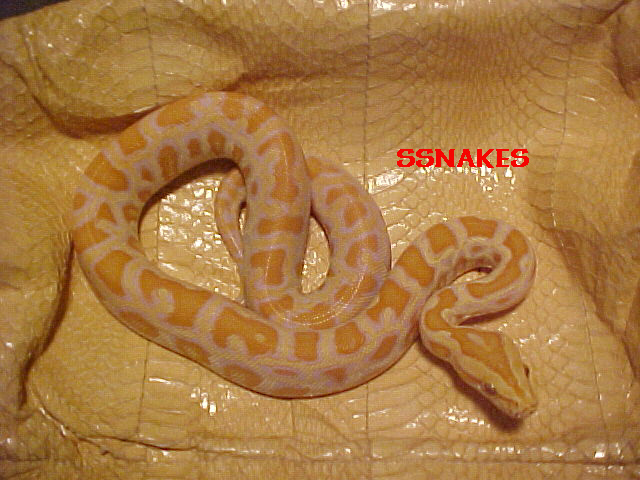 Albino Burmese Python