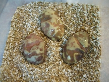 Bad Eggs