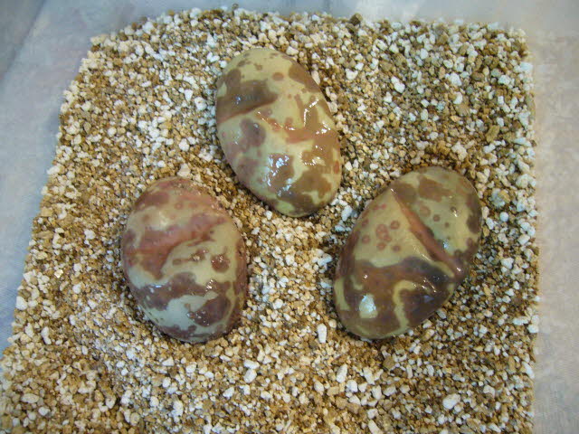 Bad Eggs