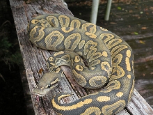 2010 Black Pastel ghost