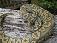 2010 Black Pastel Ghost