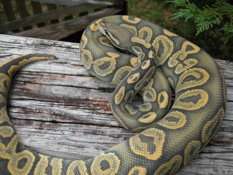 2010 Black Pastel Ghost