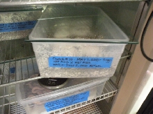 Egg incubation