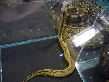 BHB Pastel Clown, National Breeders Expo 2006