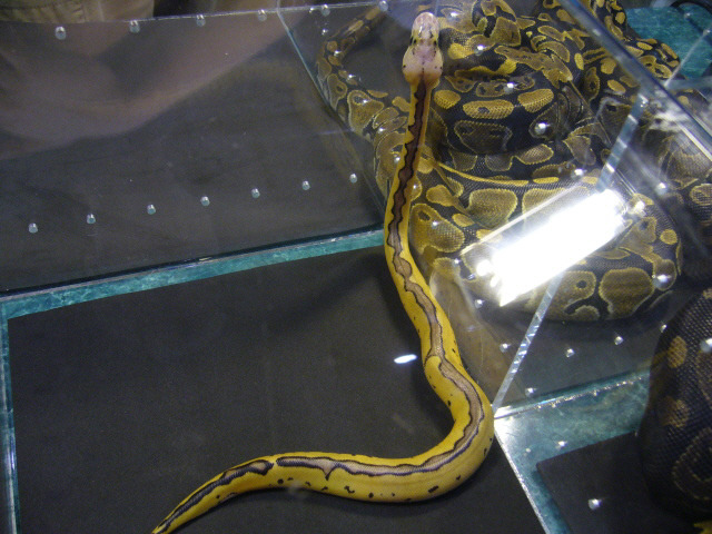 BHB Pastel Clown, National Breeders Expo 2006