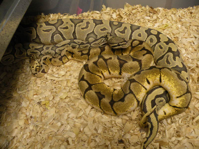 Bumble Bee X Ghost