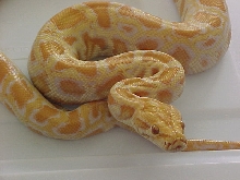 Albino Burm