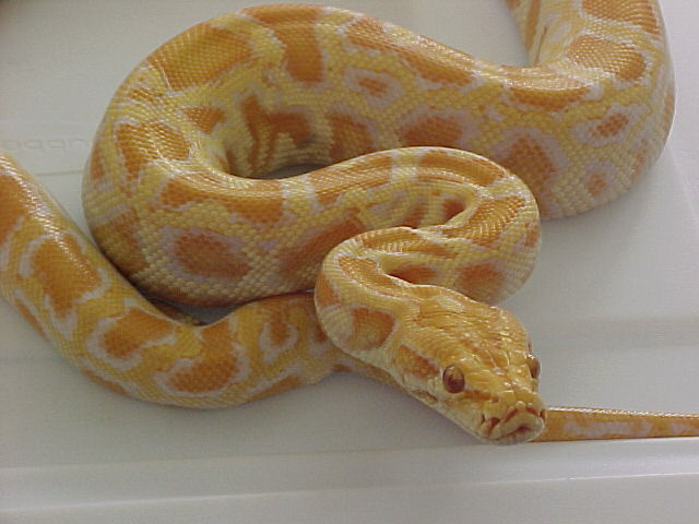 Albino Burm