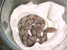 Copperheads