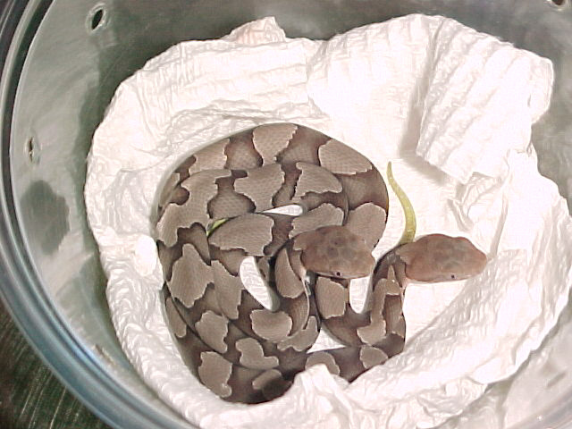 Copperheads