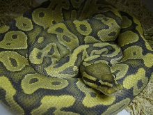 Bell Line yellow/butterscotch Ghost male