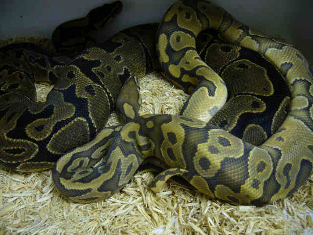 Ghost copulating with Het Ghost female
