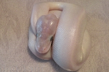 Blue-eyed Leucistic hatchling 2011