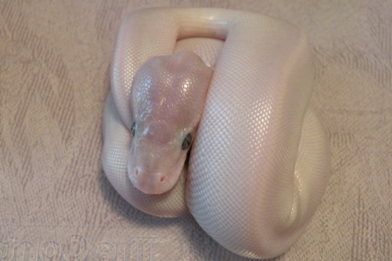 Blue-eyed Leucistic hatchling 2011
