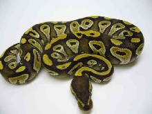 Mojave2  Ball Python