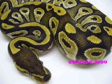 Mojave with Logo