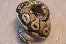 Mojave hatchling 2011