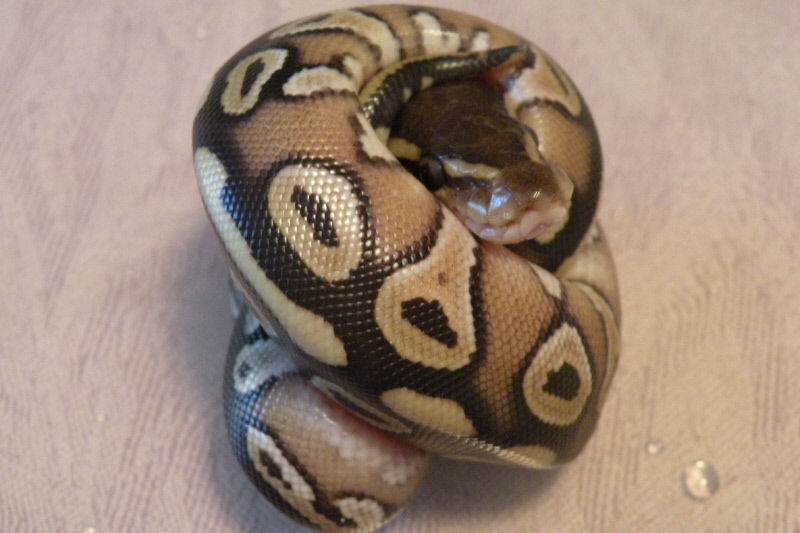 Mojave hatchling 2011