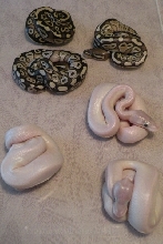 Mojo x Mojo x Lesser clutch 2011