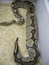 Ovulation