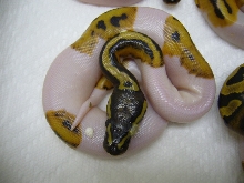 Pied July 2007 - eye concerns