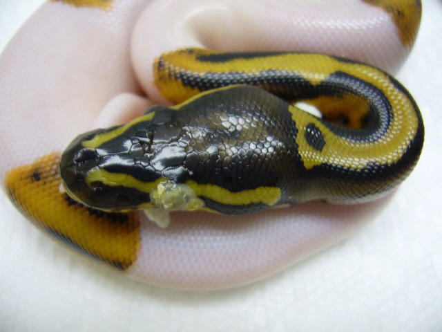 Hatchling with eye problem