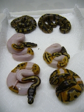 Pieds July 2007