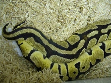 Pastels Breeding