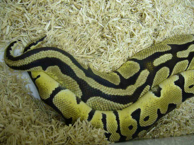 Pastels Breeding