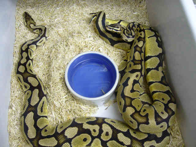 Beginning of breeding season