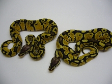 Bell Line-type Pastels