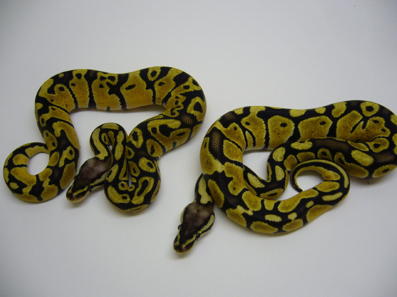 Bell Line-type Pastels