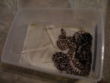 Hatchling housing