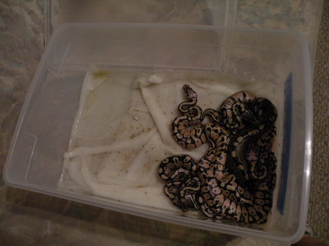 Hatchling housing