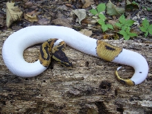 High White Pied