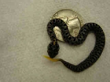 Hatchling Dusky Pygmy Rattlesnake