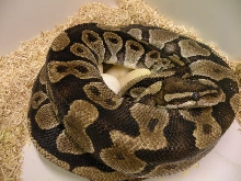 Normal on Eggs