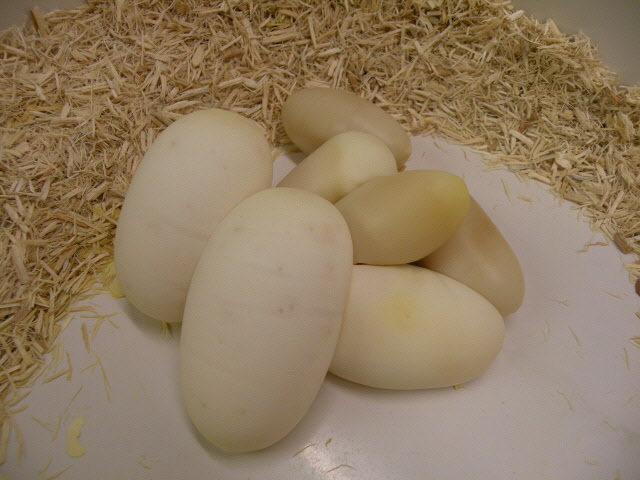 Normal's eggs