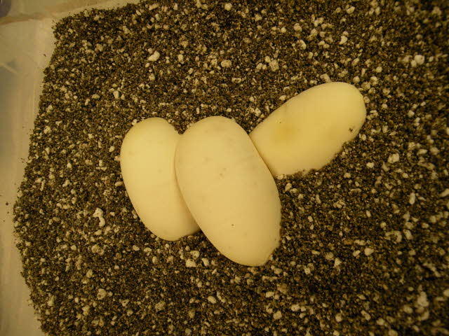 Eggs