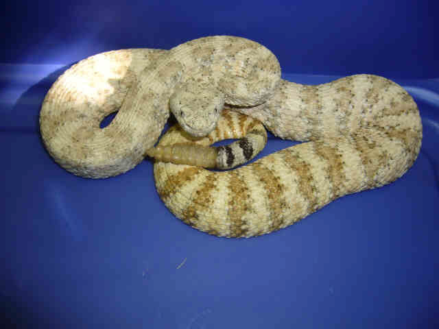 Speckled Rattlesnake