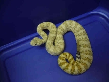 Speckled Rattlesnake #2