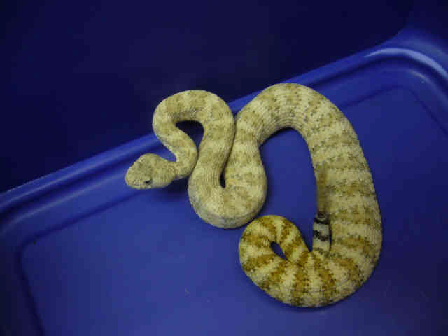 Speckled Rattlesnake #2